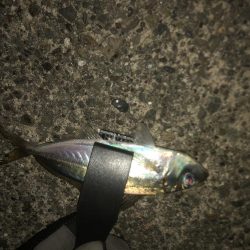 連日のアジング